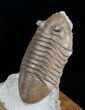 Asaphus Lepidurus Trilobite On Oak Stand #4043-2